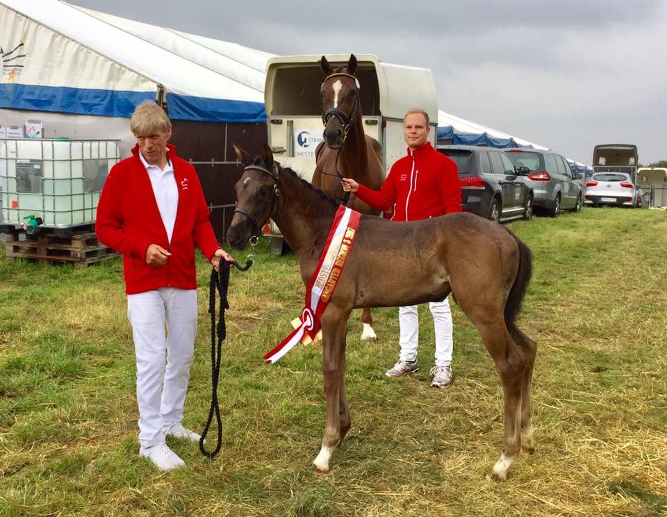 Sandie ved følskue - bedste dressurbetinget hoppeføl