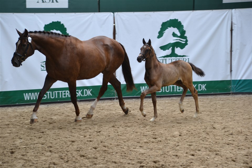 Selma trav som føl var allerede eminent
