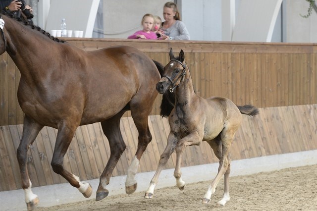 Selma i galop til følskue