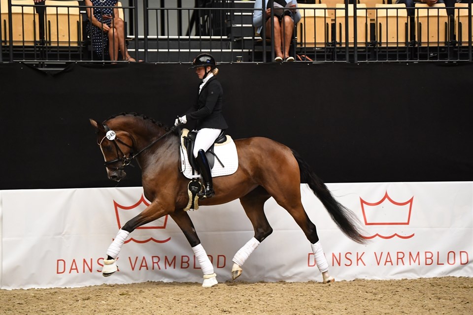 Sanadu i trav til eliteskuet 2022 i Herning