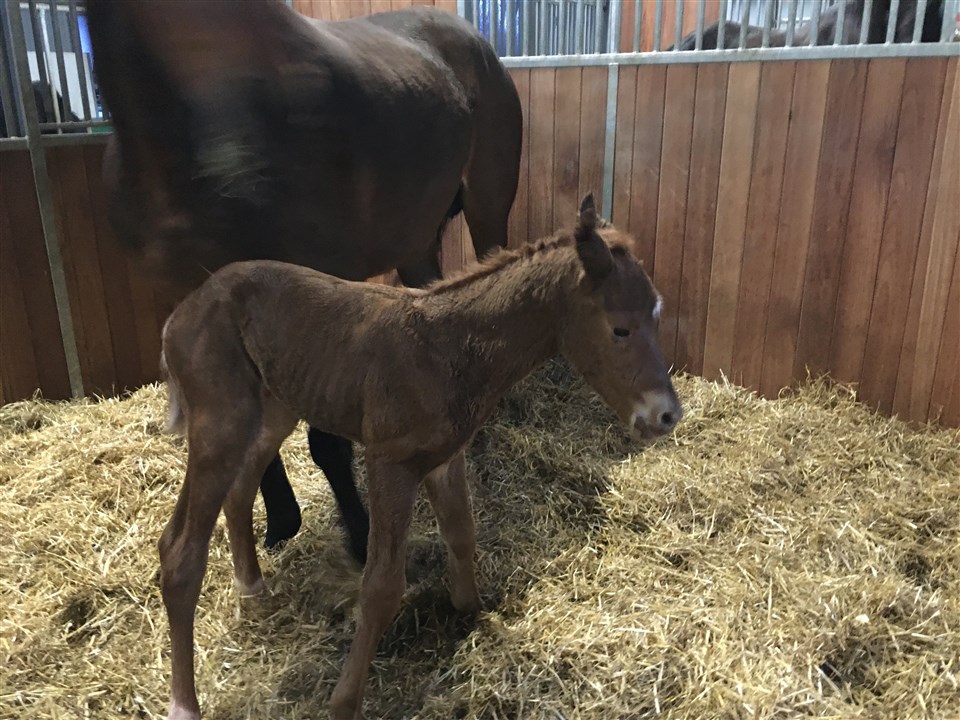 Få dage gammelt føl