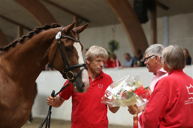 2014 DV Følskue Region 3 Stutteri Ask - Bedste hingsteføl STRANDAGERGÅRDS SCIROCCO
