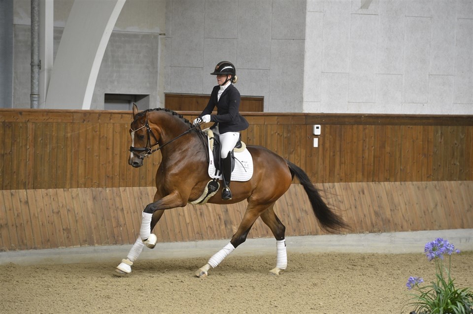 Sanadu ved kåringen på Stutteri Ask i 2022