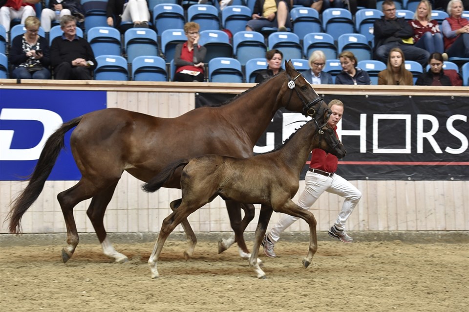 Sandie til finale på eliteskuet