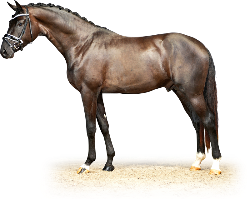 For endelig kåring deltog Faustino i 35 dages testen i 2017 som han gennemgik. Det gik meget lovende men han blev uren op til afsluttende prøve pga. en gammel foldskade han pådrog sig som 1. års plag. Han fik ikke lov til at deltage i den afsluttende prøve. Han er efterfølgende blevet kastreret.

Han får nu lov til at nyde livet som staldens "konge" på vores ridecenter, hvor han holdes i gang med lettere ridning.