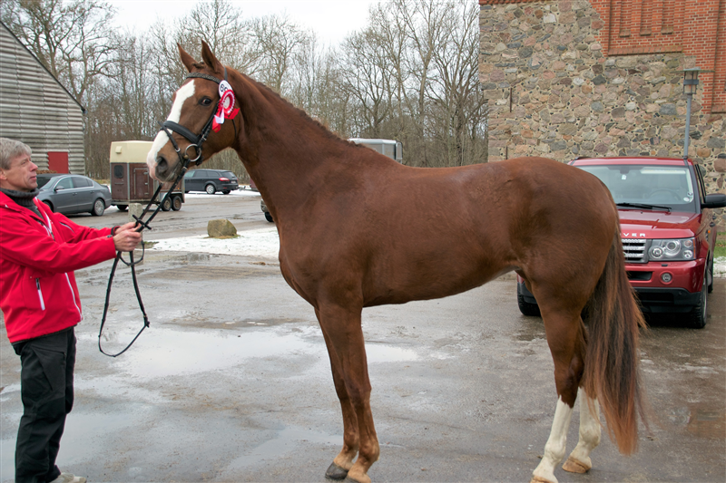 Strandagergårds Shamona til Stationsafprøvning