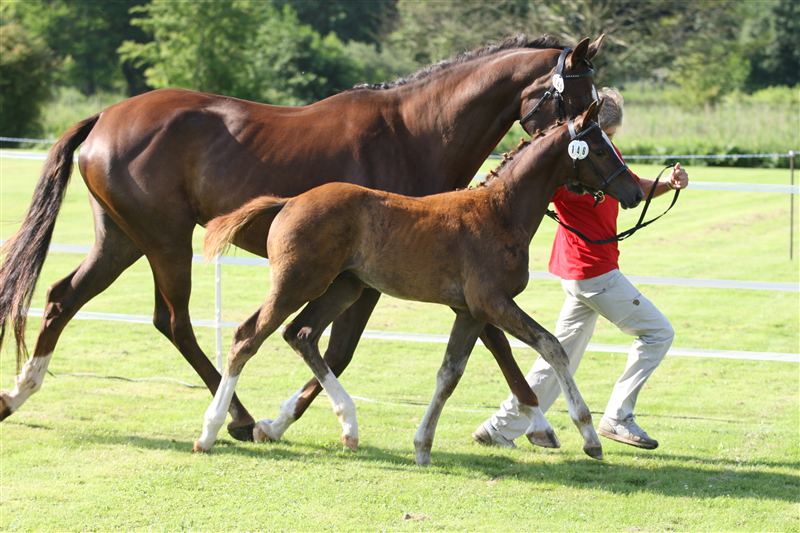 Shania på Brahetrolleborg 2011 med Strandagergårds DeLuxe, der blev udtaget til eliteskue