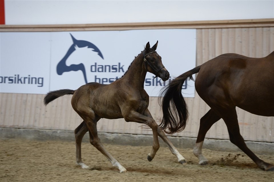 Sandie i galop til eliteskuets finale