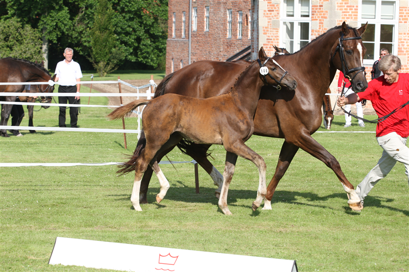 Shania på Brahetrolleborg 2011 med Strandagergårds DeLuxe, der blev udtaget til eliteskue