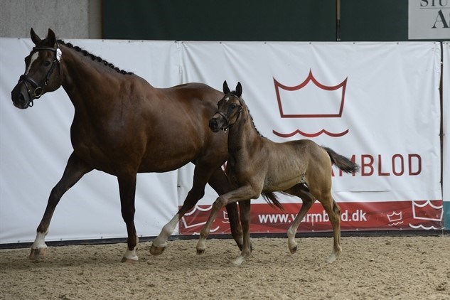 Selma i trav til følskue