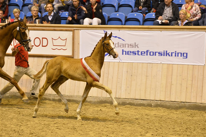 Strandagergårds Scirocco´s æresrunde som bedste dressurhingsteføl 2014