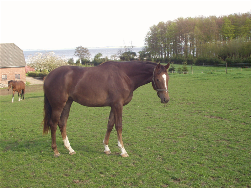 Shania Gravvænge som ung hoppe på fold