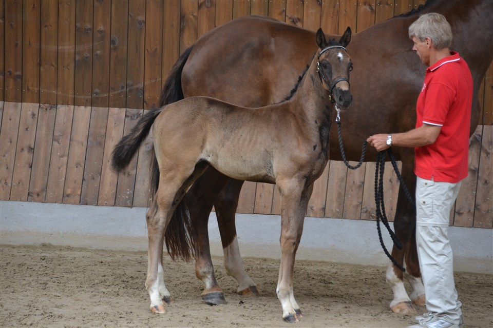 Selma ved følskue - Bedste dressurbetingede hoppeføl