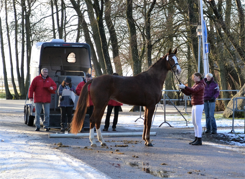 Strandagergårds Shamona til stationsafprøvning